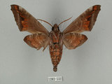 中文名:葡萄缺角天蛾(1282-532)學名:Acosmeryx naga (Moore, 1857)(1282-532)中文別名:全緣缺角天蛾