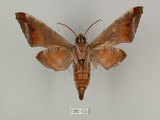 中文名:葡萄缺角天蛾(1282-555)學名:Acosmeryx naga (Moore, 1857)(1282-555)中文別名:全緣缺角天蛾
