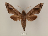 中文名:葡萄缺角天蛾(1282-555)學名:Acosmeryx naga (Moore, 1857)(1282-555)中文別名:全緣缺角天蛾
