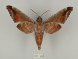 中文名:葡萄缺角天蛾(1282-566)學名:Acosmeryx naga (Moore, 1857)(1282-566)中文別名:全緣缺角天蛾
