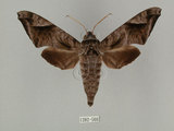 中文名:葡萄缺角天蛾(1282-566)學名:Acosmeryx naga (Moore, 1857)(1282-566)中文別名:全緣缺角天蛾