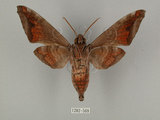 中文名:葡萄缺角天蛾(1282-569)學名:Acosmeryx naga (Moore, 1857)(1282-569)中文別名:全緣缺角天蛾