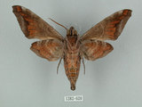 中文名:葡萄缺角天蛾(1282-620)學名:Acosmeryx naga (Moore, 1857)(1282-620)中文別名:全緣缺角天蛾