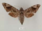 中文名:葡萄缺角天蛾(1282-631)學名:Acosmeryx naga (Moore, 1857)(1282-631)中文別名:全緣缺角天蛾