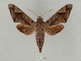 中文名:葡萄缺角天蛾(1282-688)學名:Acosmeryx naga (Moore, 1857)(1282-688)中文別名:全緣缺角天蛾