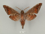 中文名:葡萄缺角天蛾(1282-760)學名:Acosmeryx naga (Moore, 1857)(1282-760)中文別名:全緣缺角天蛾