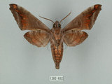 中文名:葡萄缺角天蛾(1282-832)學名:Acosmeryx naga (Moore, 1857)(1282-832)中文別名:全緣缺角天蛾