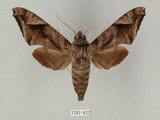 中文名:葡萄缺角天蛾(1282-832)學名:Acosmeryx naga (Moore, 1857)(1282-832)中文別名:全緣缺角天蛾