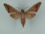 中文名:葡萄缺角天蛾(1282-842)學名:Acosmeryx naga (Moore, 1857)(1282-842)中文別名:全緣缺角天蛾