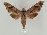 中文名:葡萄缺角天蛾(1282-842)學名:Acosmeryx naga (Moore, 1857)(1282-842)中文別名:全緣缺角天蛾