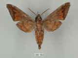 中文名:葡萄缺角天蛾(1282-963)學名:Acosmeryx naga (Moore, 1857)(1282-963)中文別名:全緣缺角天蛾