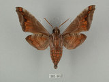 中文名:葡萄缺角天蛾(1282-965)學名:Acosmeryx naga (Moore, 1857)(1282-965)中文別名:全緣缺角天蛾