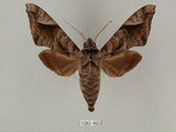 中文名:葡萄缺角天蛾(1282-965)學名:Acosmeryx naga (Moore, 1857)(1282-965)中文別名:全緣缺角天蛾