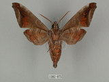 中文名:葡萄缺角天蛾(1282-975)學名:Acosmeryx naga (Moore, 1857)(1282-975)中文別名:全緣缺角天蛾