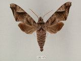 中文名:葡萄缺角天蛾(1282-975)學名:Acosmeryx naga (Moore, 1857)(1282-975)中文別名:全緣缺角天蛾