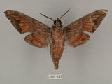 中文名:葡萄缺角天蛾(2002-131)學名:Acosmeryx naga (Moore, 1857)(2002-131)中文別名:全緣缺角天蛾