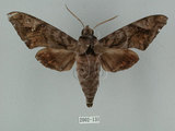 中文名:葡萄缺角天蛾(2002-131)學名:Acosmeryx naga (Moore, 1857)(2002-131)中文別名:全緣缺角天蛾