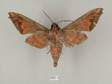 中文名:葡萄缺角天蛾(2002-2)學名:Acosmeryx naga (Moore, 1857)(2002-2)中文別名:全緣缺角天蛾