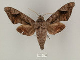 中文名:葡萄缺角天蛾(2002-233)學名:Acosmeryx naga (Moore, 1857)(2002-233)中文別名:全緣缺角天蛾