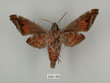 中文名:葡萄缺角天蛾(2002-280)學名:Acosmeryx naga (Moore, 1857)(2002-280)中文別名:全緣缺角天蛾