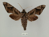 中文名:葡萄缺角天蛾(2002-280)學名:Acosmeryx naga (Moore, 1857)(2002-280)中文別名:全緣缺角天蛾