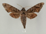 中文名:葡萄缺角天蛾(2002-4)學名:Acosmeryx naga (Moore, 1857)(2002-4)中文別名:全緣缺角天蛾