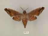 中文名:葡萄缺角天蛾(2067-8)學名:Acosmeryx naga (Moore, 1857)(2067-8)中文別名:全緣缺角天蛾