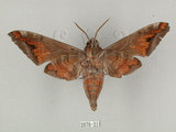 中文名:葡萄缺角天蛾(2070-21)學名:Acosmeryx naga (Moore, 1857)(2070-21)中文別名:全緣缺角天蛾