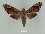 中文名:葡萄缺角天蛾(2071-665)學名:Acosmeryx naga (Moore, 1857)(2071-665)中文別名:全緣缺角天蛾