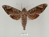 中文名:葡萄缺角天蛾(211-10)學名:Acosmeryx naga (Moore, 1857)(211-10)中文別名:全緣缺角天蛾