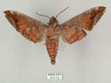 中文名:葡萄缺角天蛾(211-12)學名:Acosmeryx naga (Moore, 1857)(211-12)中文別名:全緣缺角天蛾