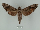 中文名:葡萄缺角天蛾(211-12)學名:Acosmeryx naga (Moore, 1857)(211-12)中文別名:全緣缺角天蛾