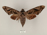 中文名:葡萄缺角天蛾(211-6)學名:Acosmeryx naga (Moore, 1857)(211-6)中文別名:全緣缺角天蛾