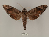 中文名:葡萄缺角天蛾(211-7)學名:Acosmeryx naga (Moore, 1857)(211-7)中文別名:全緣缺角天蛾