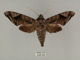 中文名:葡萄缺角天蛾(2326-283)學名:Acosmeryx naga (Moore, 1857)(2326-283)中文別名:全緣缺角天蛾