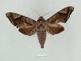 中文名:葡萄缺角天蛾(2374-1015)學名:Acosmeryx naga (Moore, 1857)(2374-1015)中文別名:全緣缺角天蛾