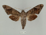 中文名:葡萄缺角天蛾(2374-1198)學名:Acosmeryx naga (Moore, 1857)(2374-1198)中文別名:全緣缺角天蛾
