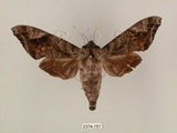 中文名:葡萄缺角天蛾(2374-151)學名:Acosmeryx naga (Moore, 1857)(2374-151)中文別名:全緣缺角天蛾