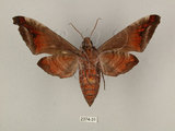 中文名:葡萄缺角天蛾(2374-31)學名:Acosmeryx naga (Moore, 1857)(2374-31)中文別名:全緣缺角天蛾
