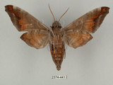 中文名:葡萄缺角天蛾(2374-441)學名:Acosmeryx naga (Moore, 1857)(2374-441)中文別名:全緣缺角天蛾