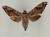 中文名:葡萄缺角天蛾(2374-441)學名:Acosmeryx naga (Moore, 1857)(2374-441)中文別名:全緣缺角天蛾