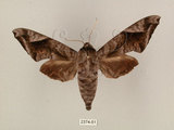中文名:葡萄缺角天蛾(2374-51)學名:Acosmeryx naga (Moore, 1857)(2374-51)中文別名:全緣缺角天蛾