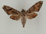 中文名:葡萄缺角天蛾(2374-661)學名:Acosmeryx naga (Moore, 1857)(2374-661)中文別名:全緣缺角天蛾