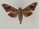 中文名:葡萄缺角天蛾(2374-906)學名:Acosmeryx naga (Moore, 1857)(2374-906)中文別名:全緣缺角天蛾