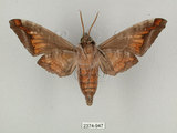 中文名:葡萄缺角天蛾(2374-947)學名:Acosmeryx naga (Moore, 1857)(2374-947)中文別名:全緣缺角天蛾