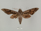 中文名:葡萄缺角天蛾(244-32)學名:Acosmeryx naga (Moore, 1857)(244-32)中文別名:全緣缺角天蛾