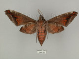 中文名:葡萄缺角天蛾(244-35)學名:Acosmeryx naga (Moore, 1857)(244-35)中文別名:全緣缺角天蛾