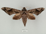 中文名:葡萄缺角天蛾(244-45)學名:Acosmeryx naga (Moore, 1857)(244-45)中文別名:全緣缺角天蛾