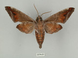 中文名:葡萄缺角天蛾(244-51)學名:Acosmeryx naga (Moore, 1857)(244-51)中文別名:全緣缺角天蛾