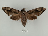 中文名:葡萄缺角天蛾(244-51)學名:Acosmeryx naga (Moore, 1857)(244-51)中文別名:全緣缺角天蛾